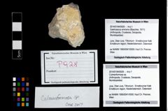 Foto (Objekt + Etikett) von Culmenformosa sp.  (NHMW-GEO-2014-0194-0928)